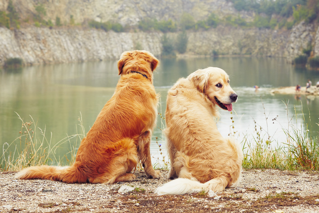 养狗就养狗中“寿星”，这样就能陪你更久，你养了吗？