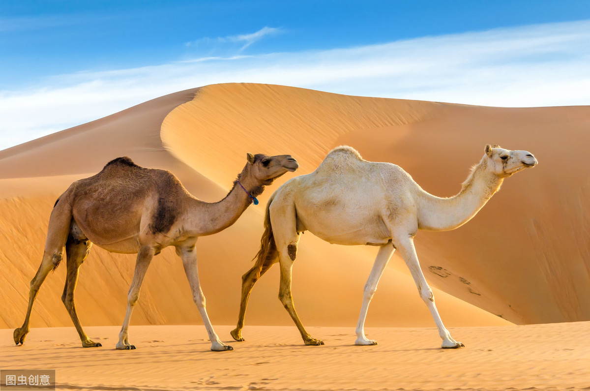 小骆驼简谱图片