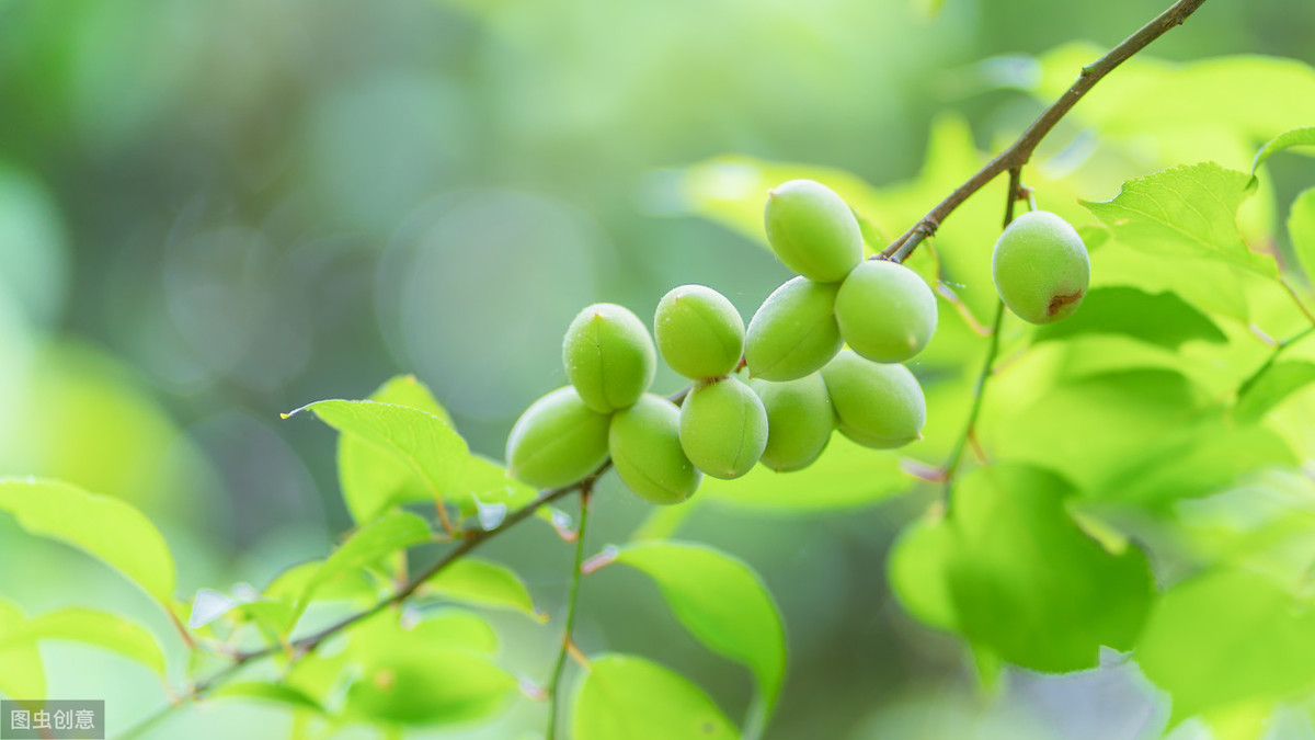 溪亭畅游，嗅青梅，春困，少女时期的李清照有着怎样的情结呢？