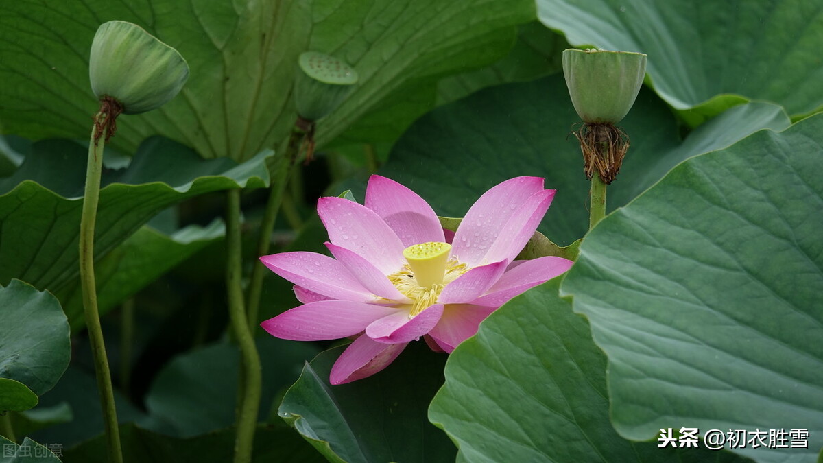 处暑节气美诗7首：一雨洗残暑，初秋生嫩凉