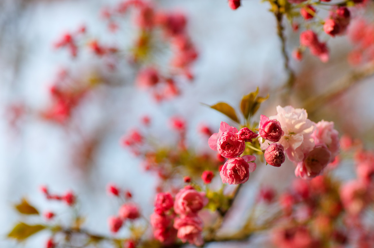 阳春三月烟花如海，风月无边吟赞春秋。（作文素材）