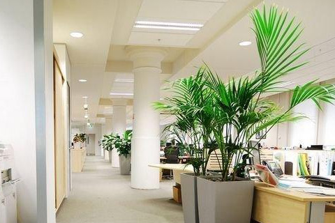 办公室的植物摆放位置有讲究，风水植物提升你的工作运势