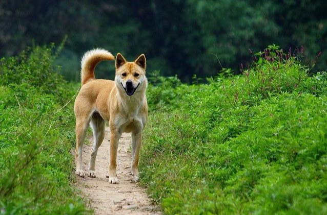 省钱又“易养”的6种狗狗，中华田园犬实至名归，你家狗狗好养吗