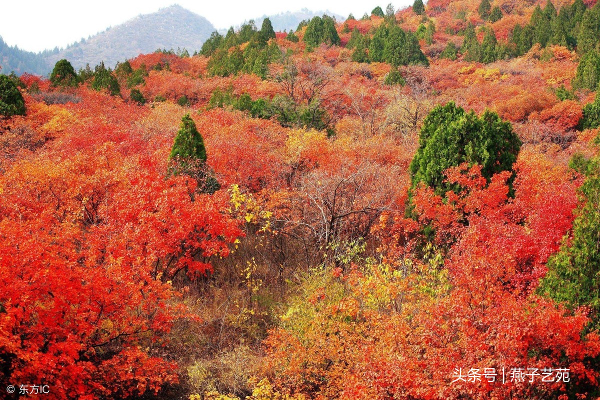 “自古逢秋悲寂寥，我言秋日胜春朝”古诗词里的秋韵