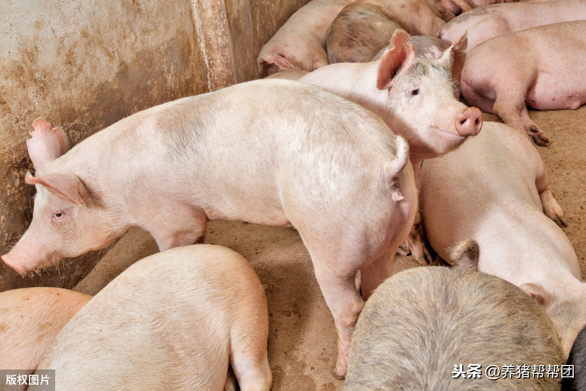 2020.5.17明天猪价「分享养猪户需要的信息解答养猪户养殖问题」