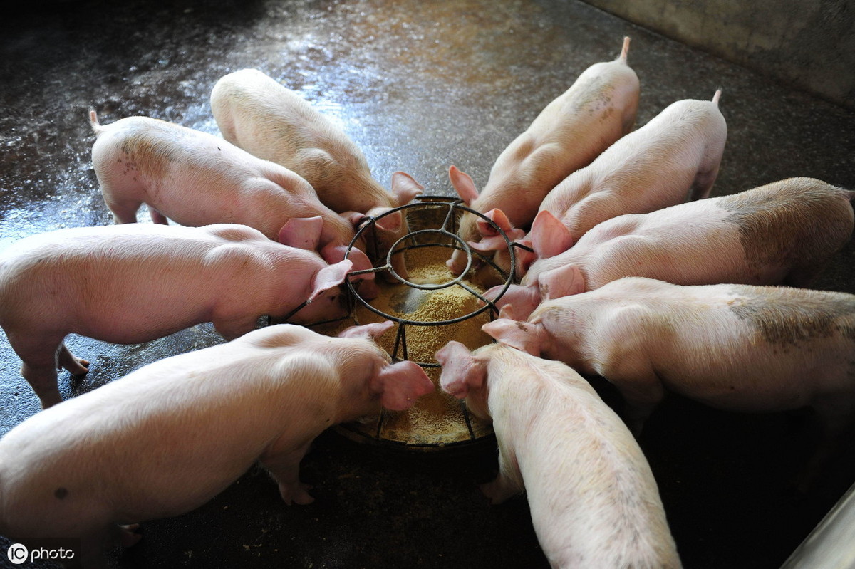 创业养猪的那几年，理想与大粪发酵的日子，成就了今天的表哥