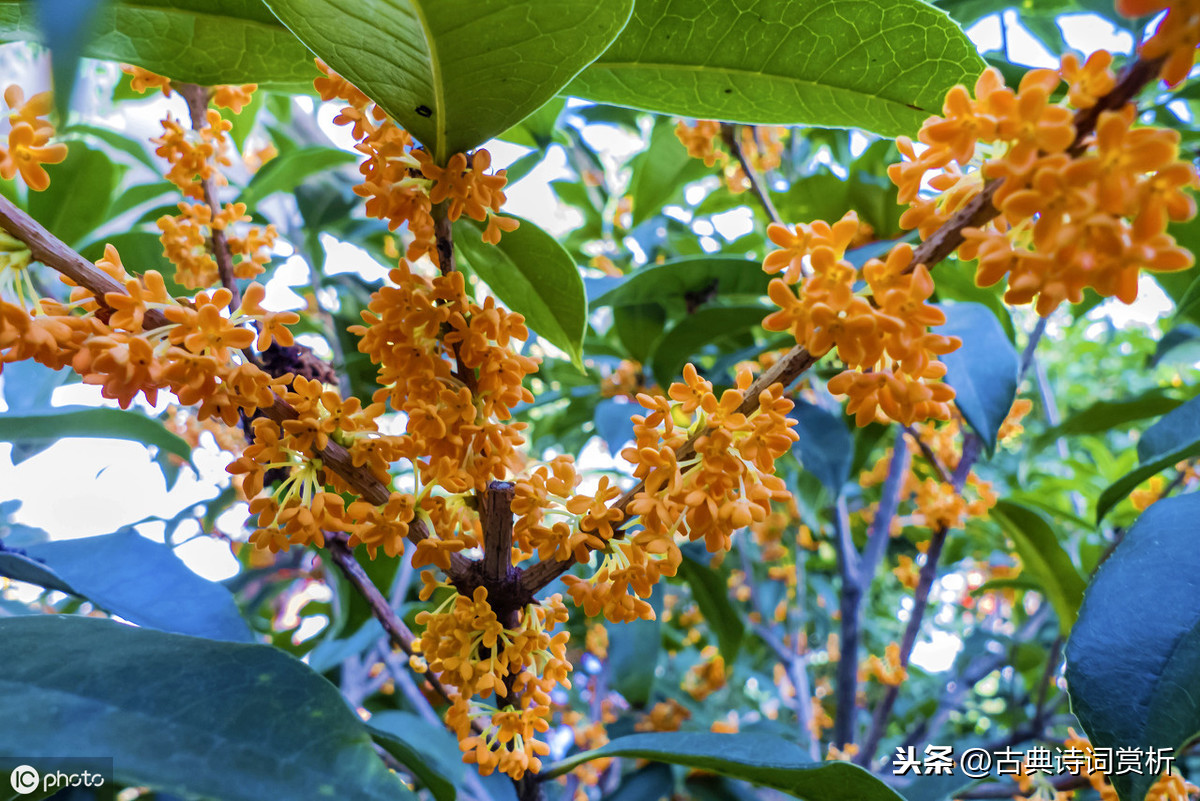 何须浅碧轻红色，自是花中第一流 李清照咏桂花，堪称咏物词巅峰