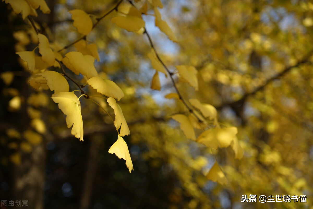 秋意渐浓凉风习习，杨万里夜晚散步即景写景，写下一首很唯美的诗