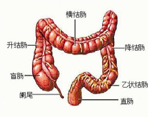 我们的结肠内部有许多弯曲,其中有空气滞留时,患者可能感到痛性痉挛或