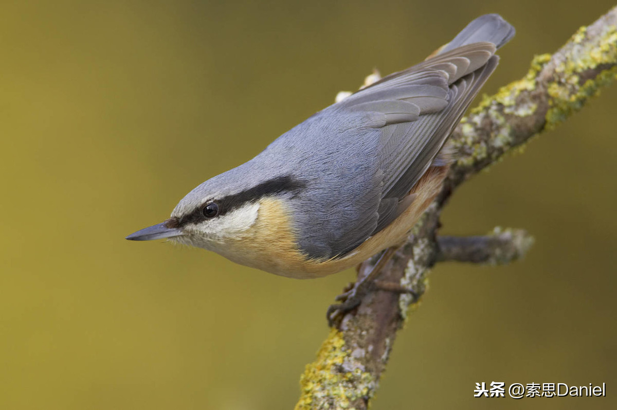 索思英语解码单词（第8个）——bird鸟