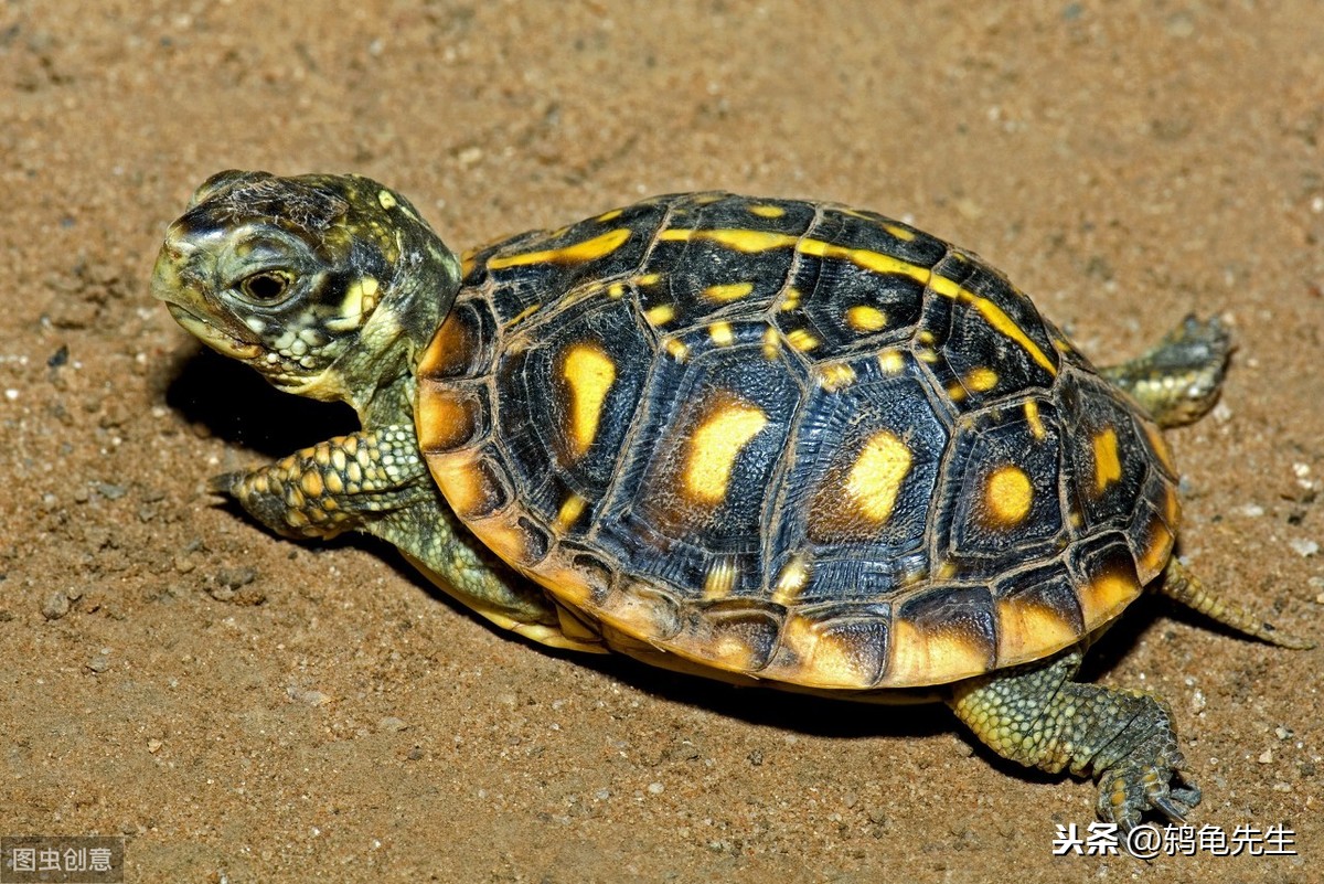 乌龟的种类家养常见图片
