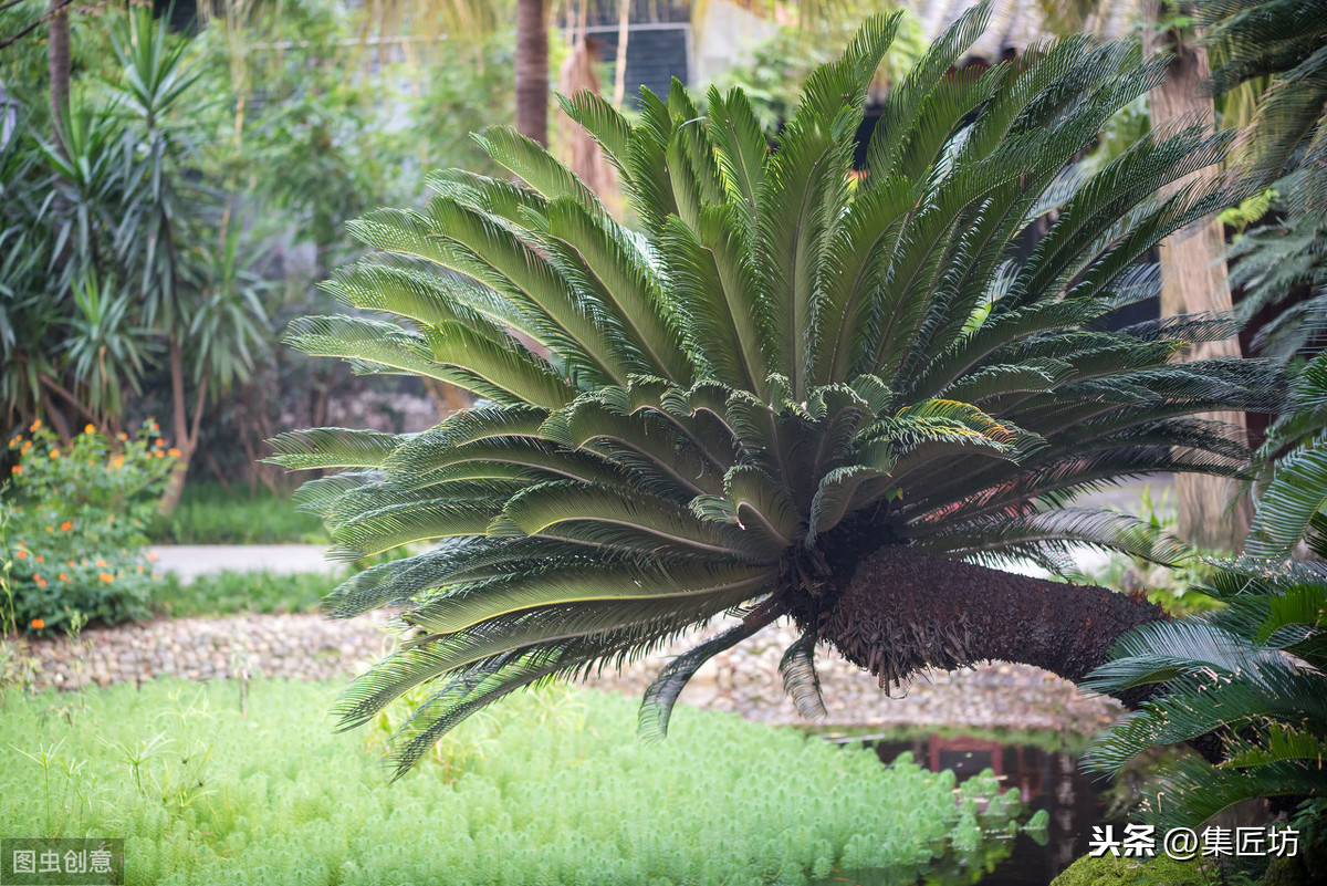  铁树开花遍界春，极具南国风情的盆景——铁树盆景养护赏析