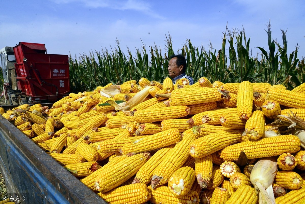 今日玉米报价多少钱一斤？2018年全国最新玉米产区行情
