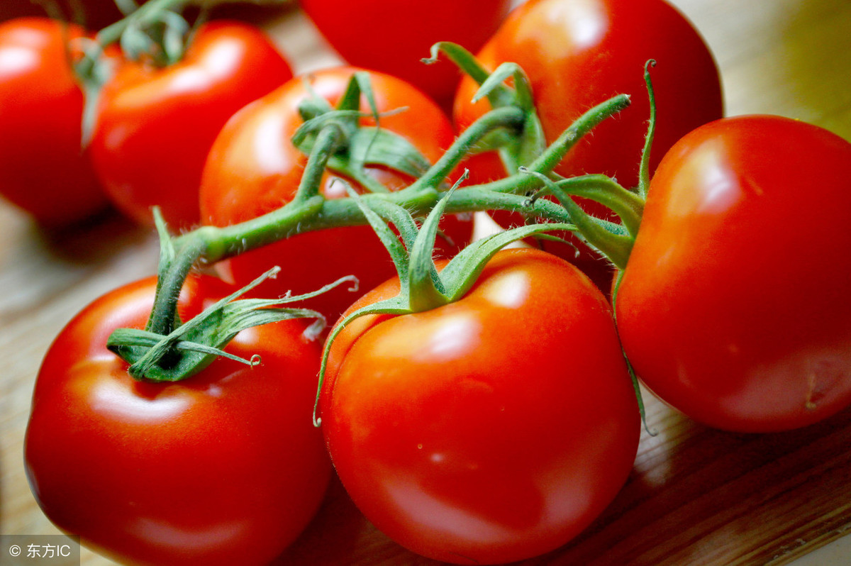 11月下旬西红柿主产区价格多少钱？最新市场收购价和行情分析信息