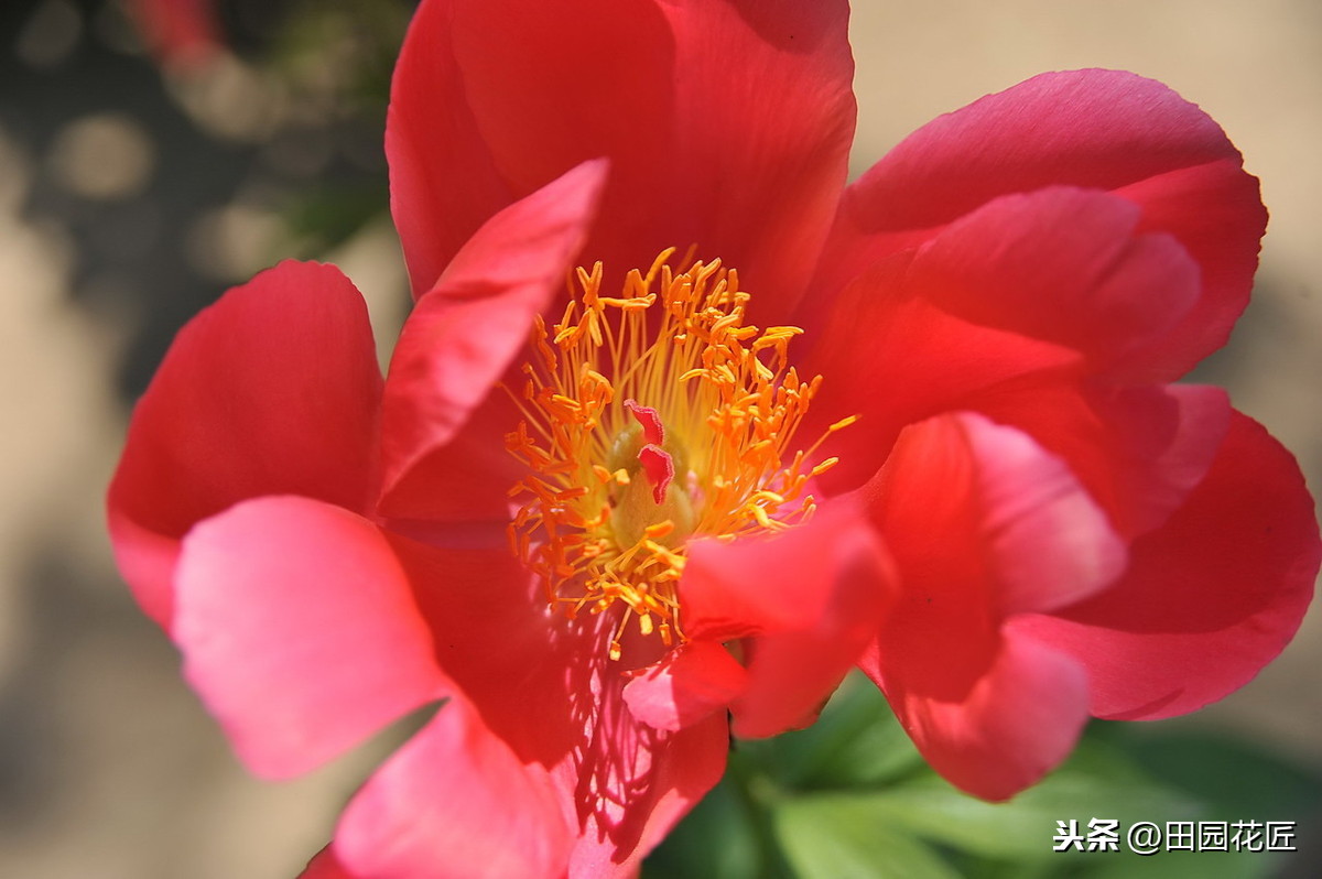 芍药的种植方法及时间（芍药的种植方法及时间图片）-第3张图片-巴山号