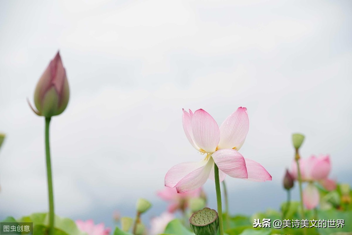 席慕蓉水平很高的一首情诗，开篇就惊艳了，清新脱俗入选大学课本