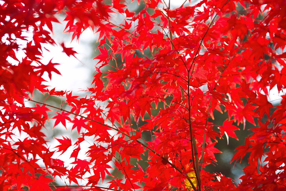 清霜醉枫叶，淡月隐芦花。读古诗词，品旧时光里那一川浓浓枫味