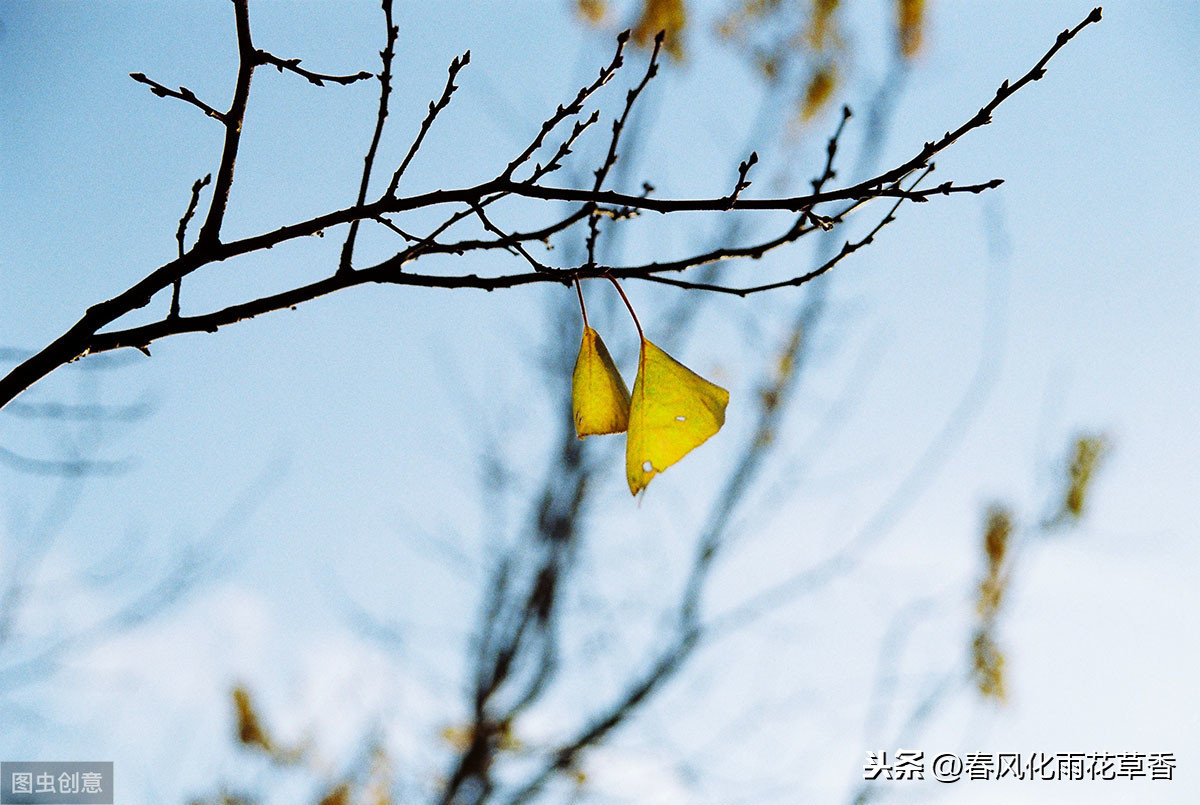 不同季节的风有各自的特点，你会描写风吗？收藏关于风的好句好段