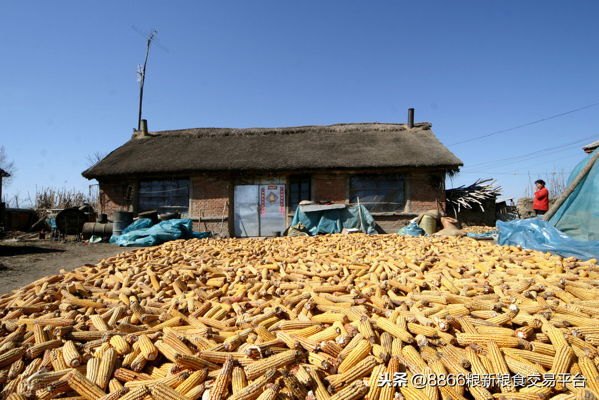 黑龙江省象屿集团今日玉米价格「黑龙江省象屿集团公司与代储收购风险」