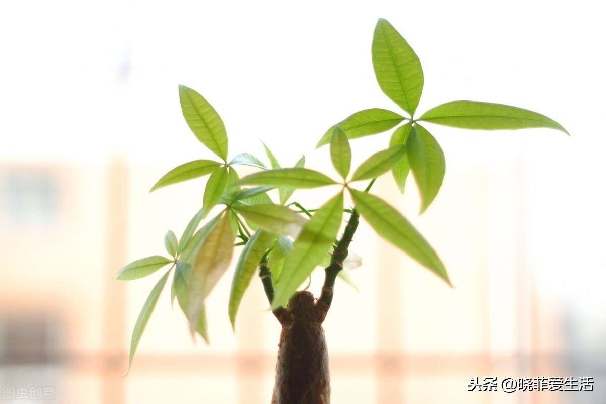 3种年宵花，要放对位置，否则花期短，还不吉利