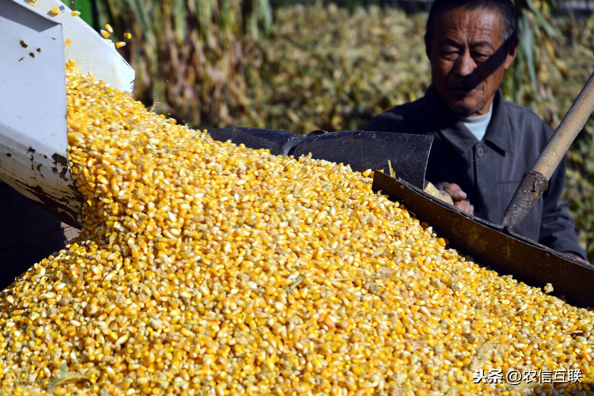 吉林中粮上调玉米收购价，玉米价格还会跌吗？21日全国玉米价格