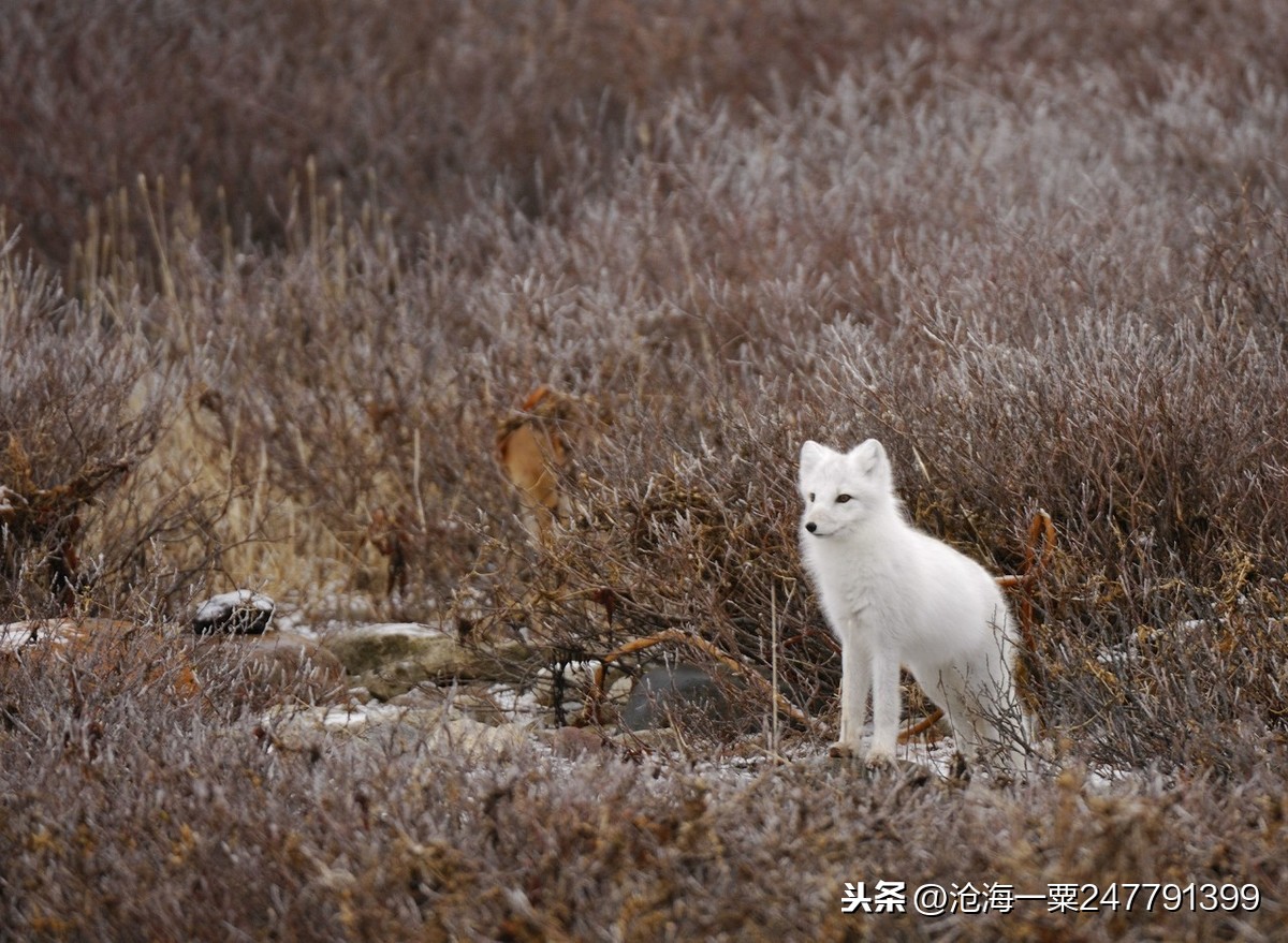 故事：古代志怪故事——狐仙正论，鹏粪，银伥