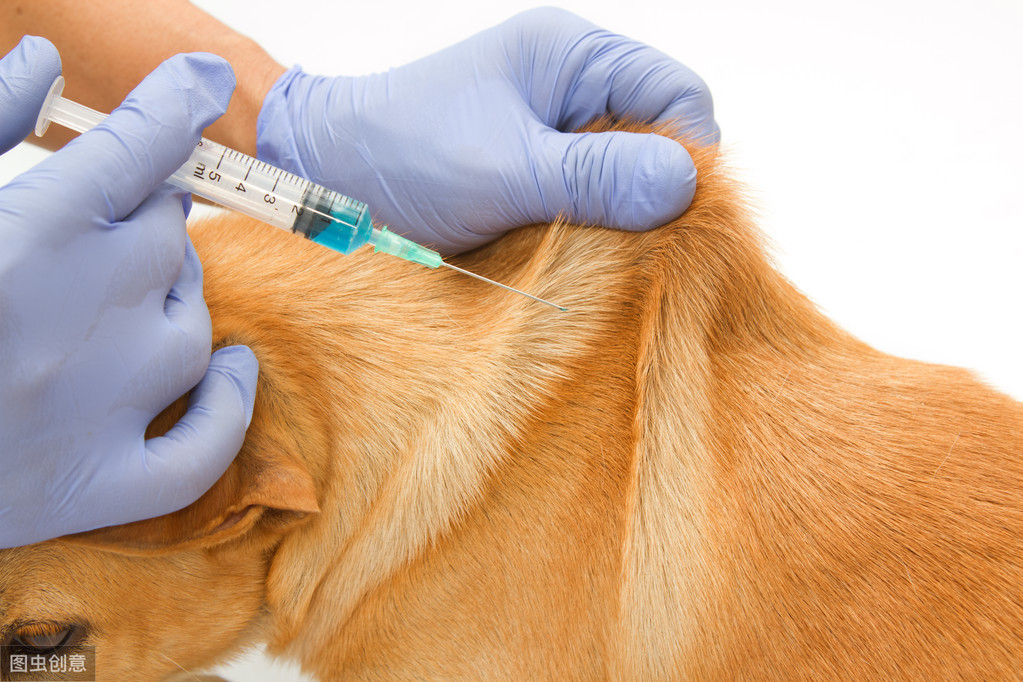 狗狗打疫苗前、后宠物医院推荐的犬抗体检测，到底该不该做？