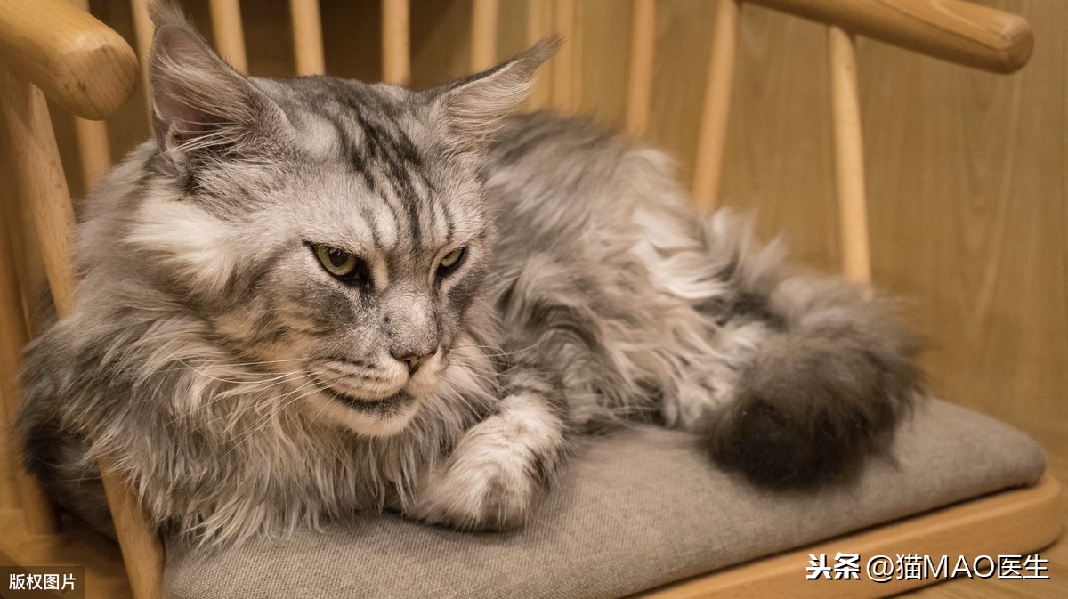 猫咪腹泻的9大原因，通常简单治疗可以康复，但特殊病因需要排查