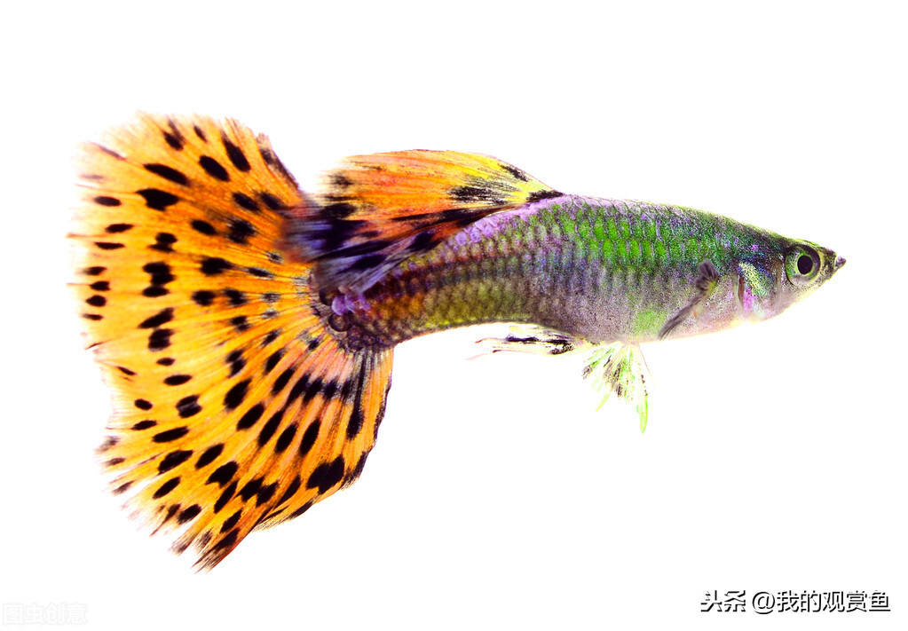 漂亮的孔雀魚孔雀魚生小魚的前兆1,母魚本身是有胎斑的,在沒有受孕時