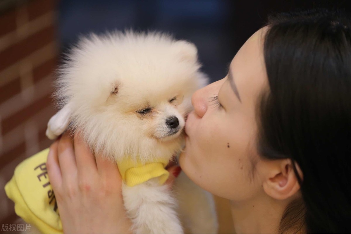 白色博美犬选什么牌子好 白色博美犬专用狗粮 5斤同款好推荐