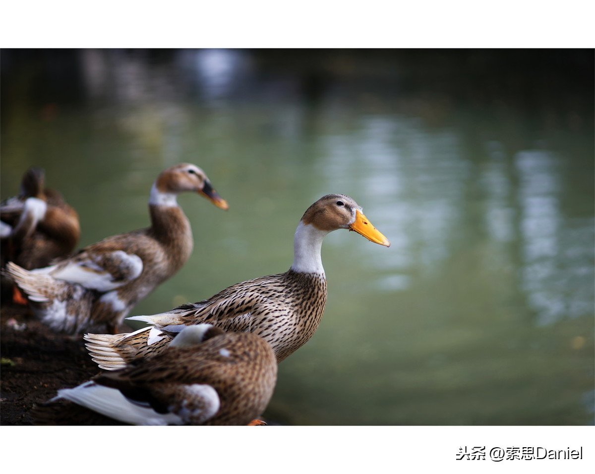 duck英语怎么读（duck英语怎么读音发音中文翻译）-第3张图片-科灵网