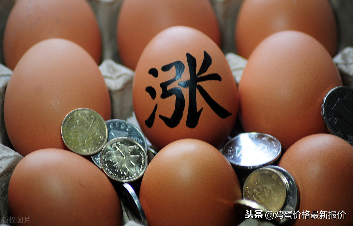 今日广州鸭蛋批发价格「台州鸭蛋批发价格今日价」