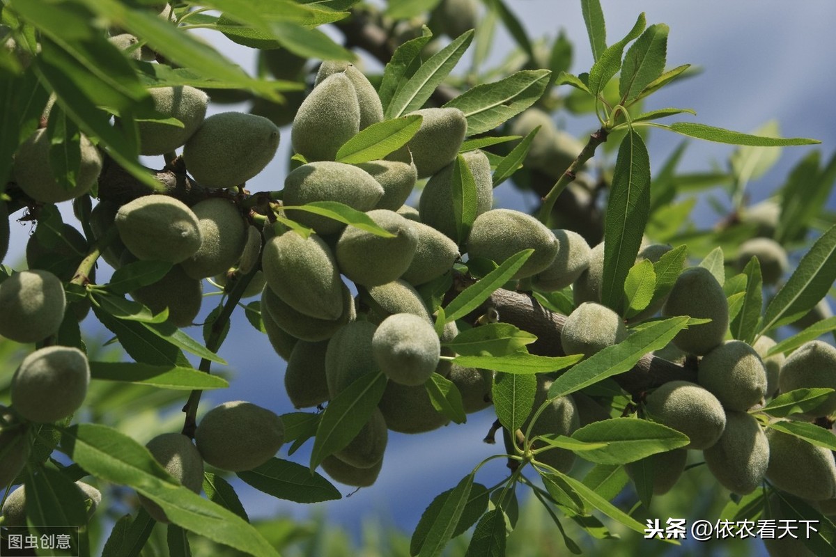 坚果巴旦木，国内产量仅为消耗量的1/3，价高却为啥没大规模种植