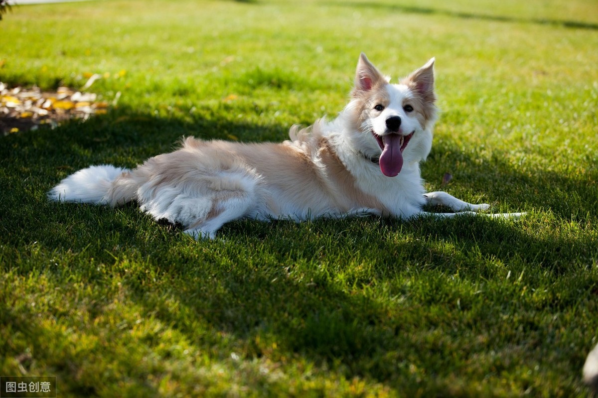 邊境牧羊犬如何訓(xùn)練,邊境牧羊犬如何訓(xùn)練方法