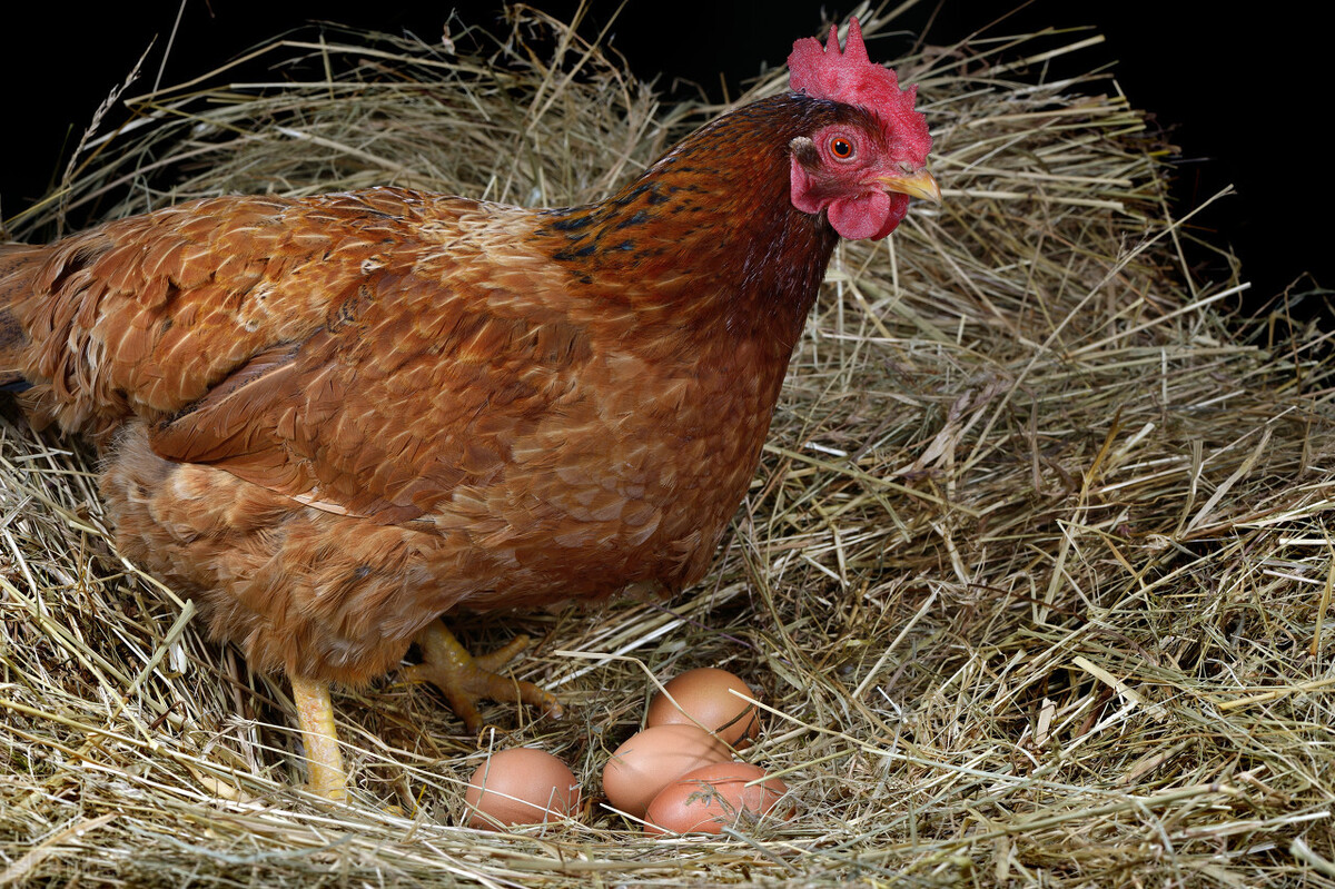母鸡为什么吃自己下的蛋（鸡吃自己所产蛋的3个原因）