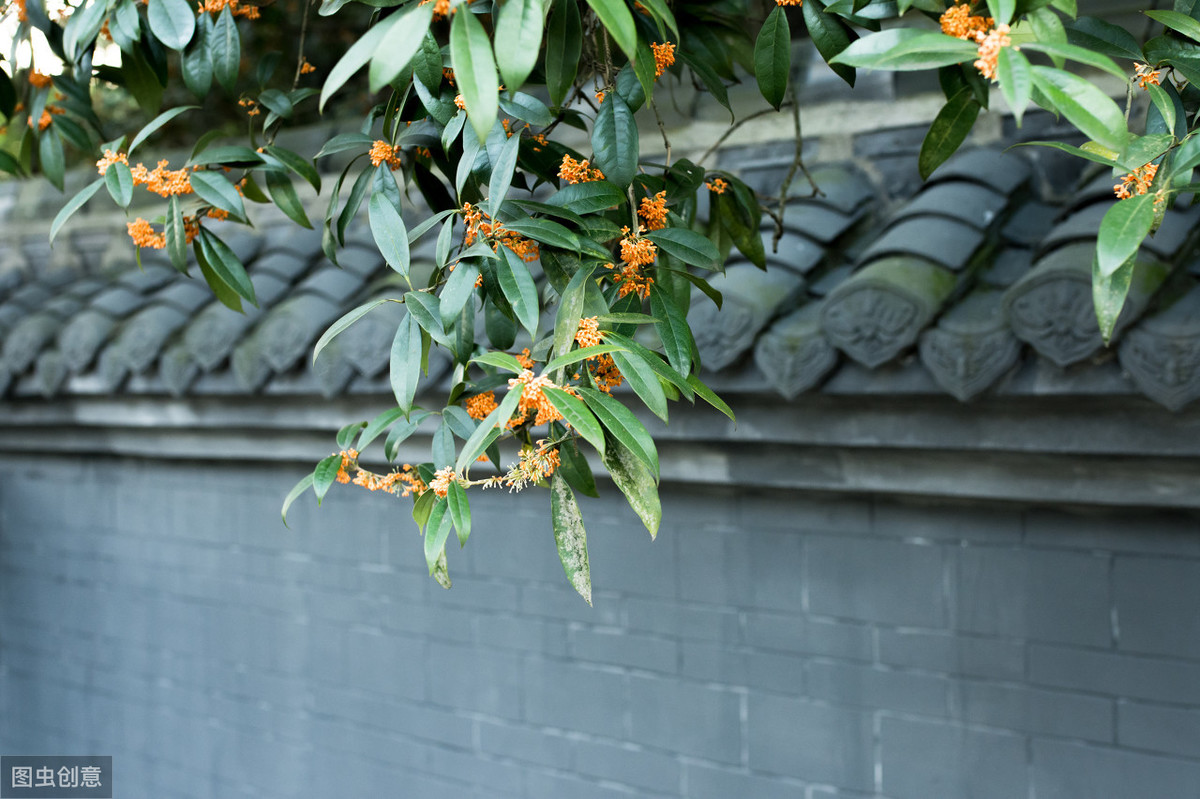 五首桂花诗词，秋意浓，桂花香，一起感受桂花的美好