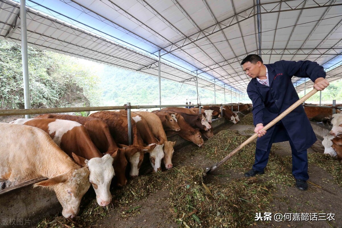 肉牛养殖技术（肉牛养殖生产流程及技术指南）