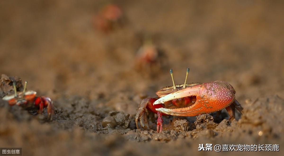 什么是隔潮螃蟹(招潮蟹，用大螯载身的不对称动物，另一种风范的独臂“杨大侠”？)