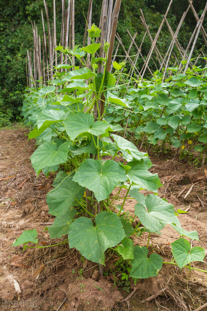 黄瓜是什么季节的（秋黄瓜的种植教程分享）