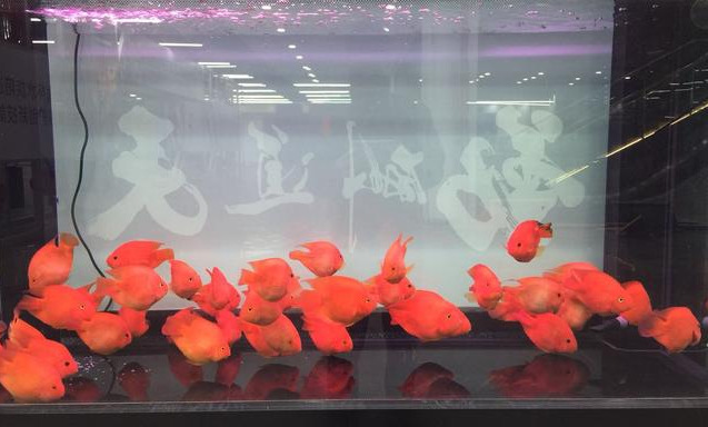 鹦鹉鱼体色变黑或变白，各有 3 个原因