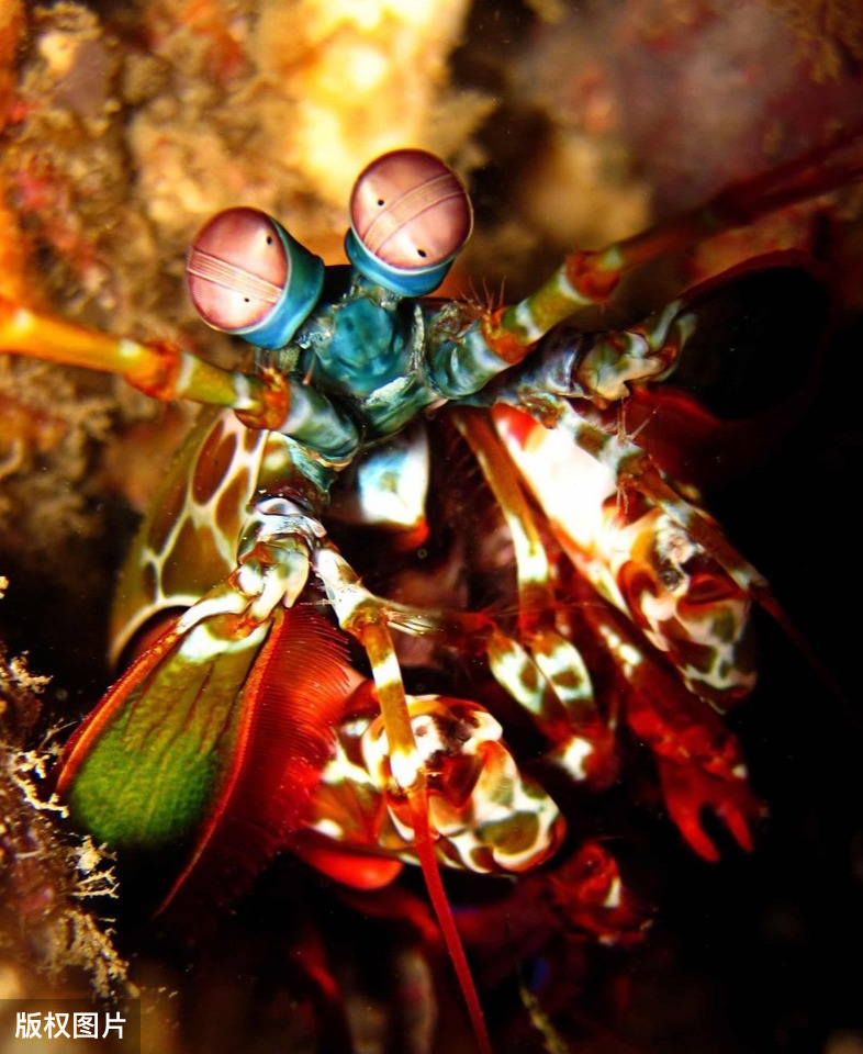 从虾说起,简谈雀尾螳螂虾的攻击力