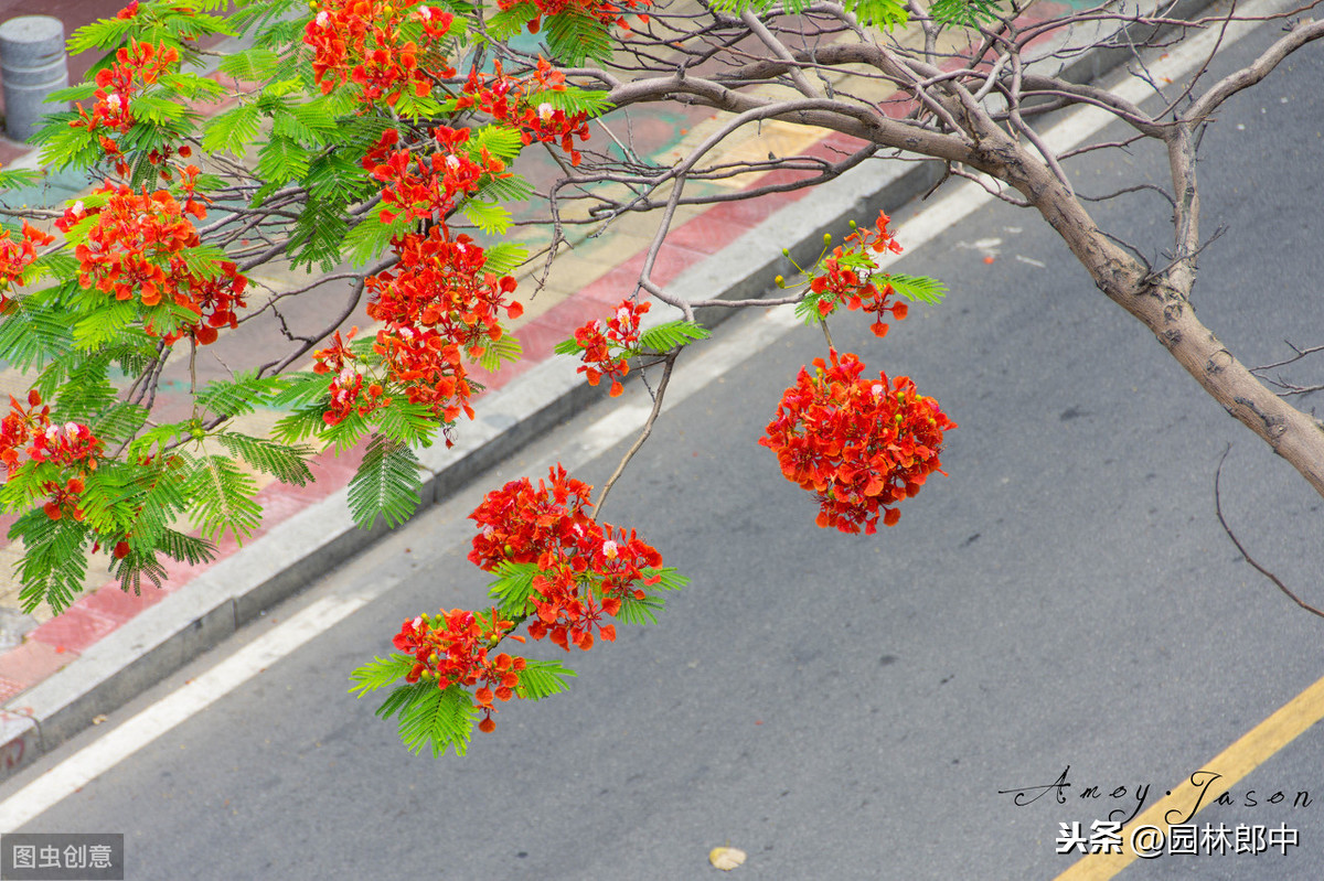 凤凰花，花开两季，一季缘来，一季缘散