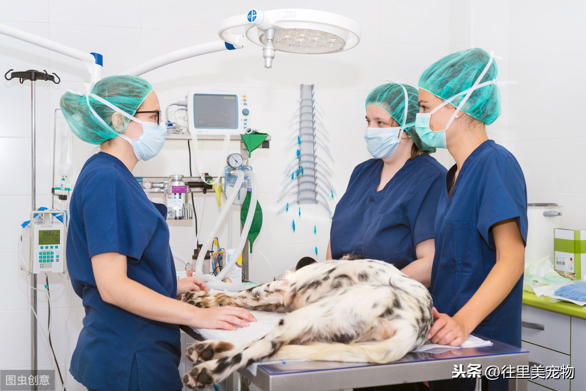 宠物微创手术的创口小、术后恢复快，为何国内少有宠物医院能做？