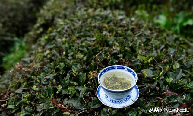 貴州只有白酒？讓你1分鐘快速了解貴州10大名茶