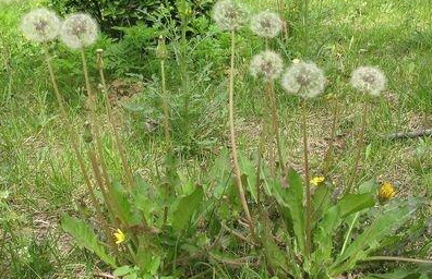 蒲公英四时常有花，花罢飞絮，絮中有子，落处即生