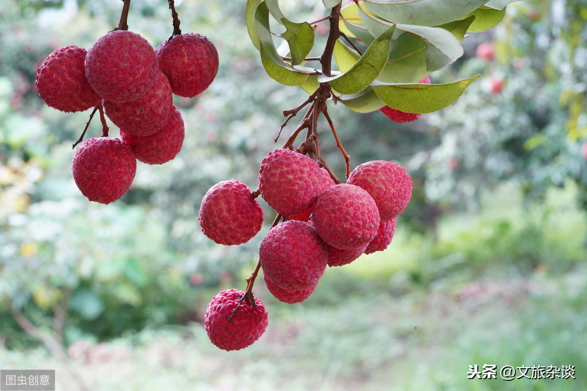 「一騎紅塵妃子笑,無人知是荔枝來」荔枝季,十二首荔枝詩詞欣賞