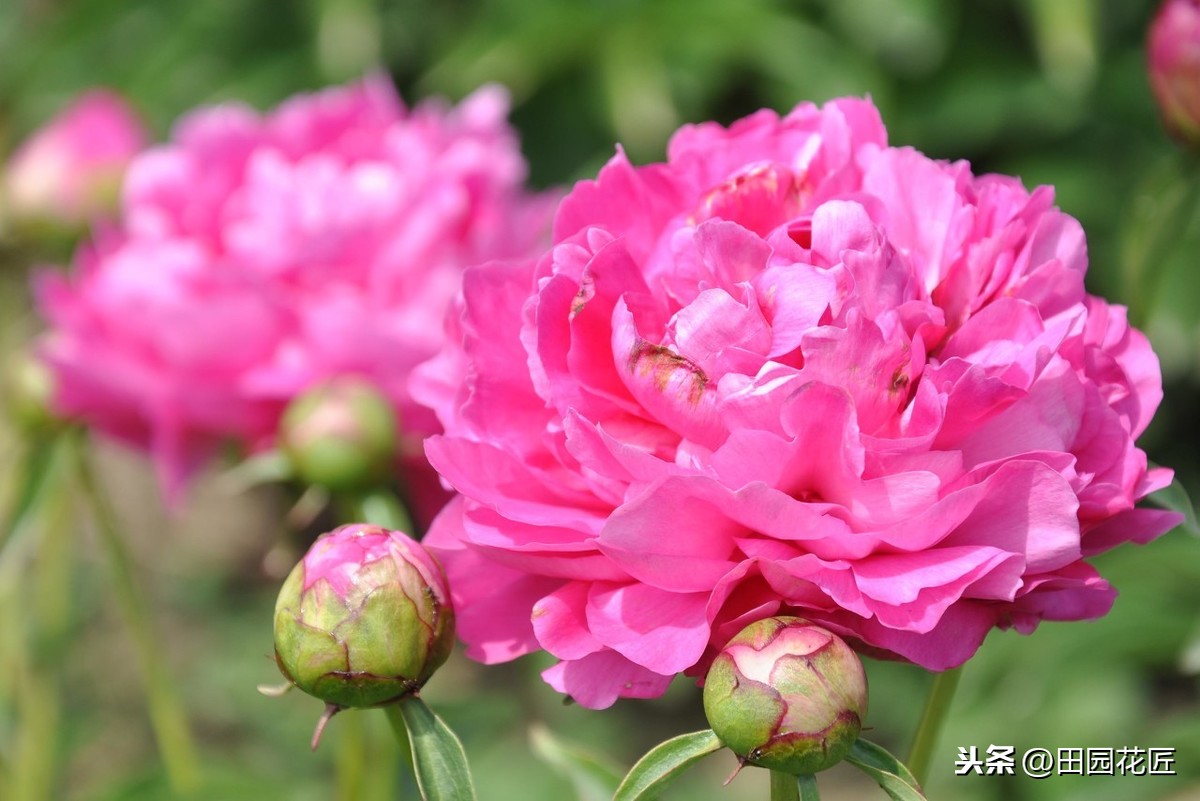 芍药的种植方法及时间（芍药的种植方法及时间图片）-第5张图片-巴山号