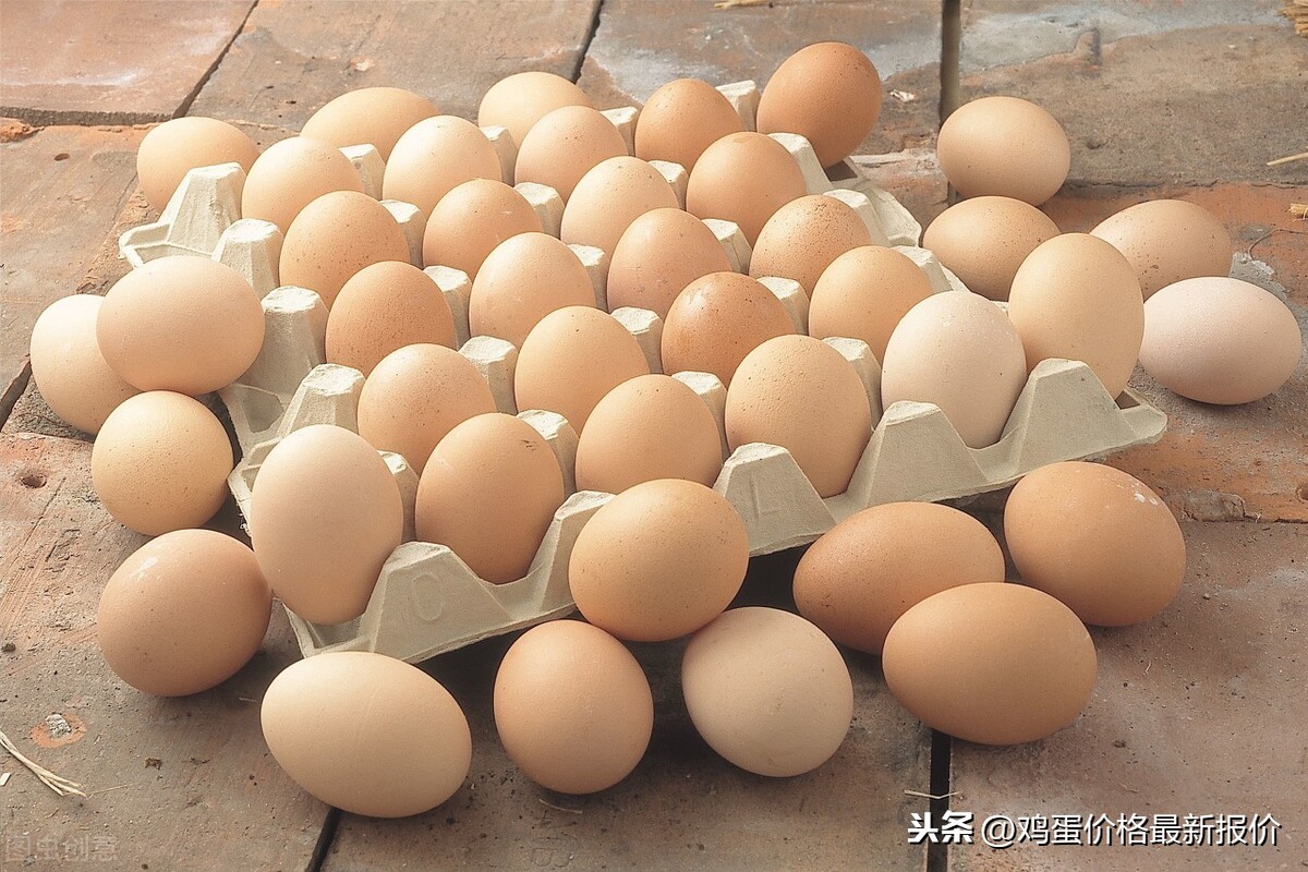 2020年12月28日四川成都鸡蛋价格行情