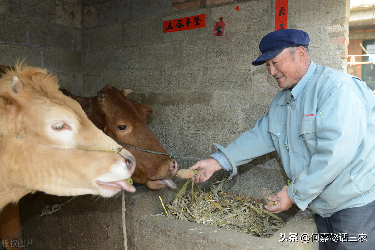 肉牛养殖技术（肉牛养殖生产流程及技术指南）