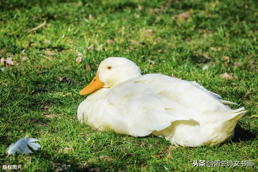 我家的白鹅小姐之二：鹅宝宝终于成了迷人的白鹅少女